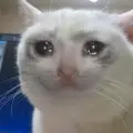 맞왜틀